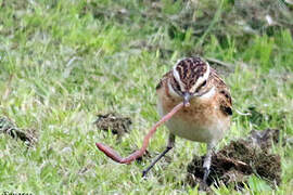 Whinchat