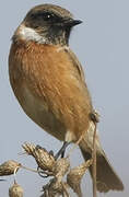 European Stonechat