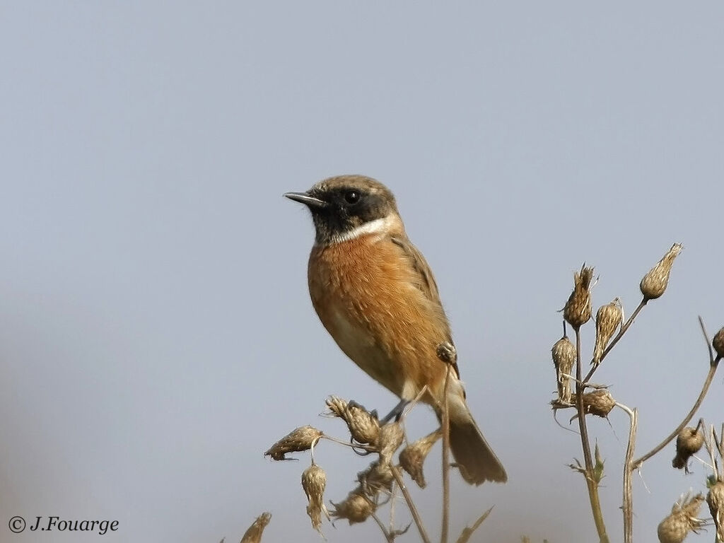 European Stonechat male