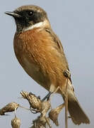 European Stonechat