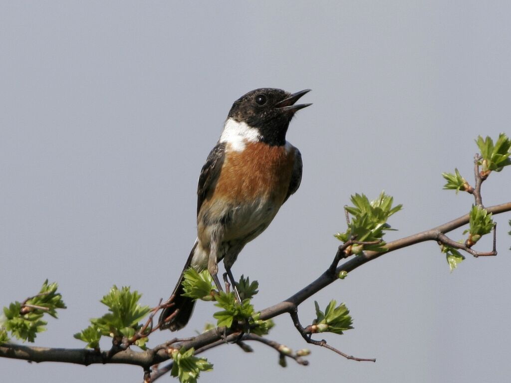 European Stonechat male adult breeding, identification