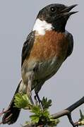 European Stonechat