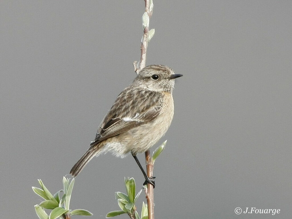 European Stonechat female adult breeding