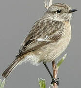 European Stonechat