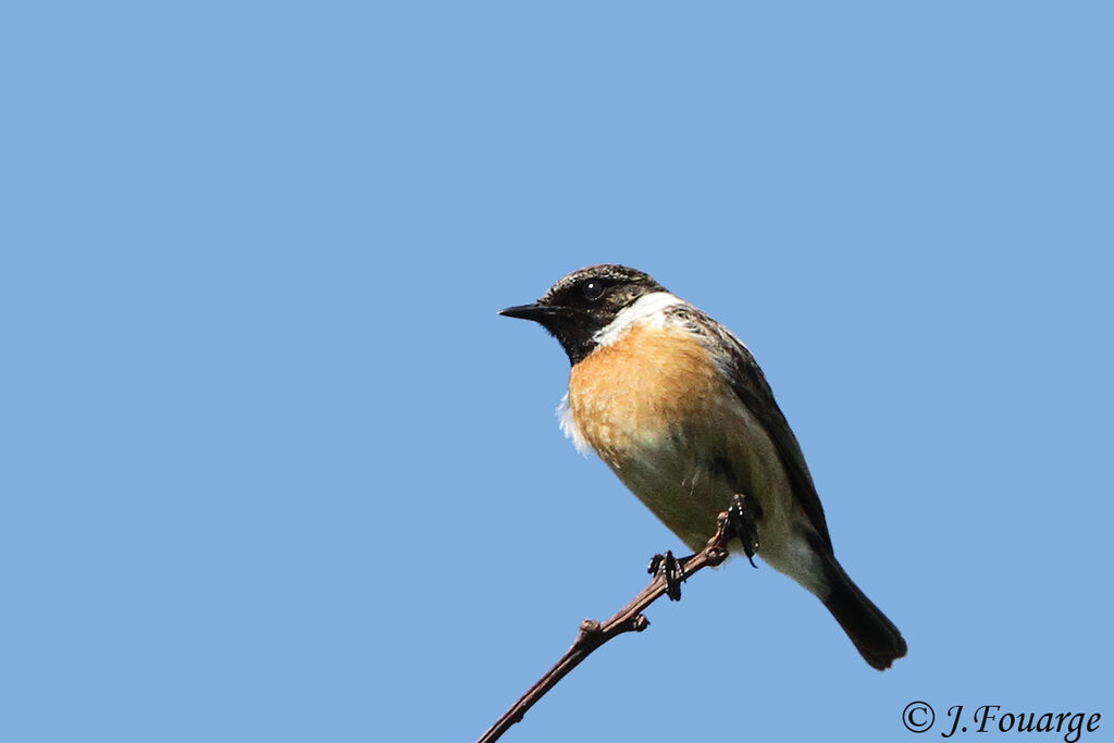 European Stonechat male adult, identification