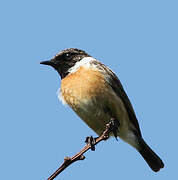 European Stonechat