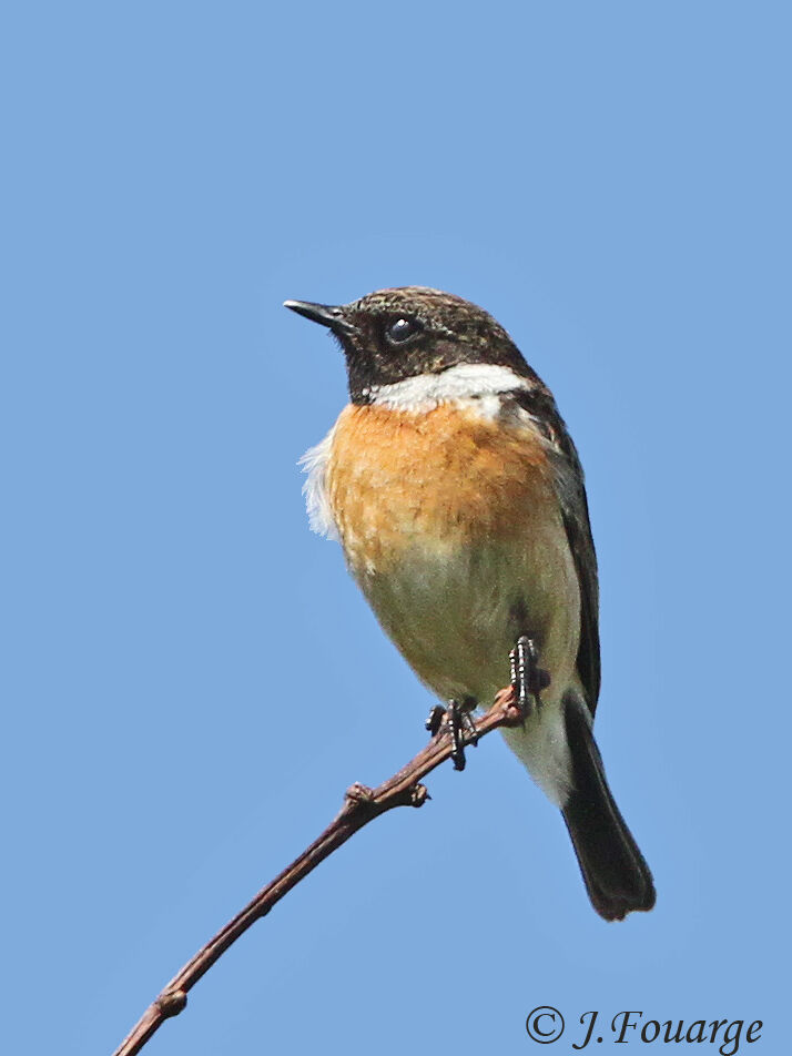 European Stonechat male adult, identification