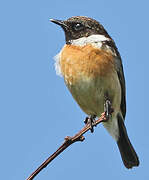 European Stonechat