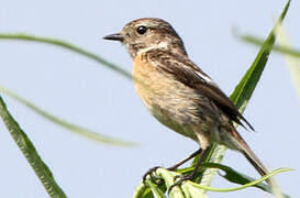 European Stonechat