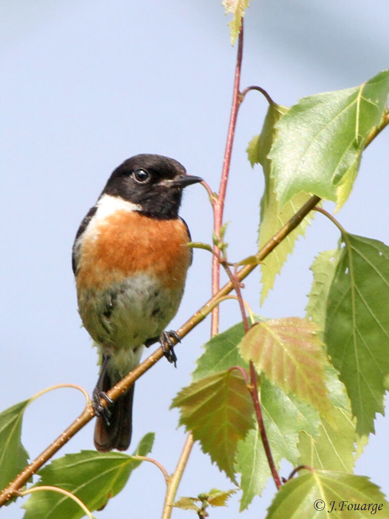 European Stonechat male adult, identification