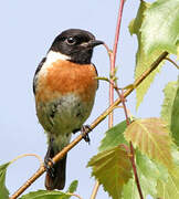 European Stonechat