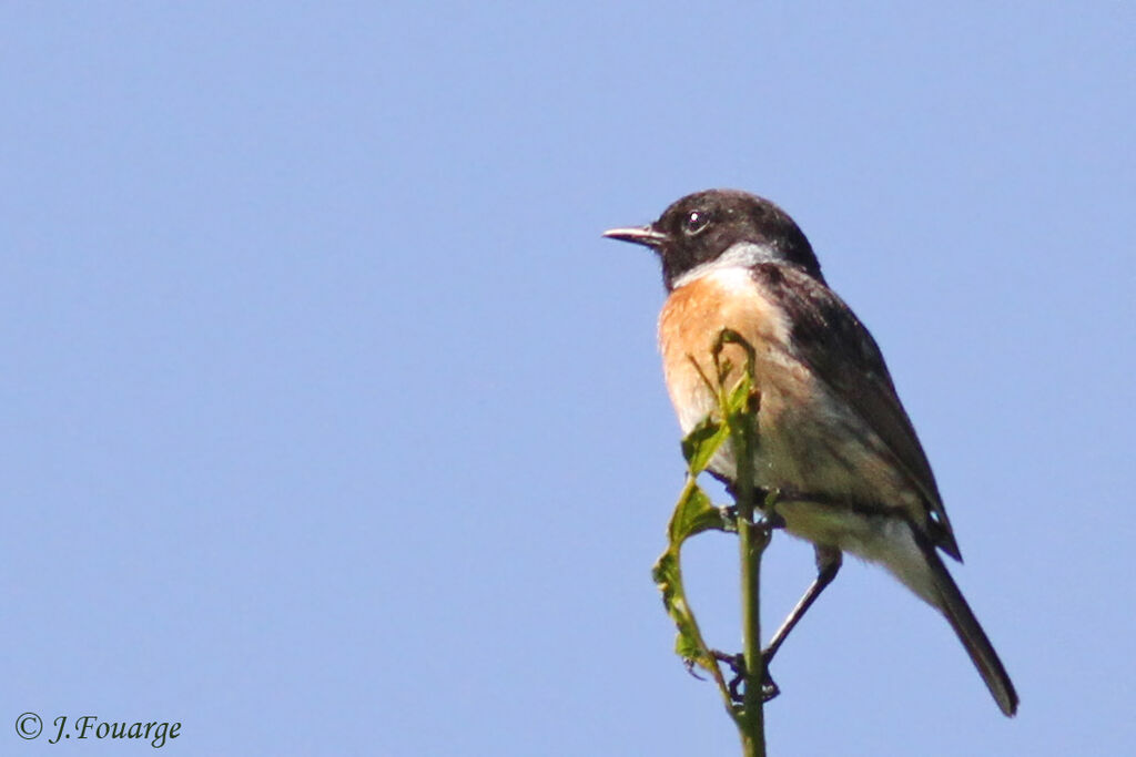 European Stonechat male adult, identification