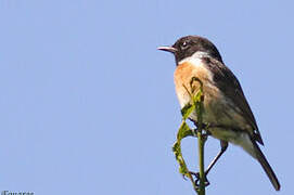 European Stonechat