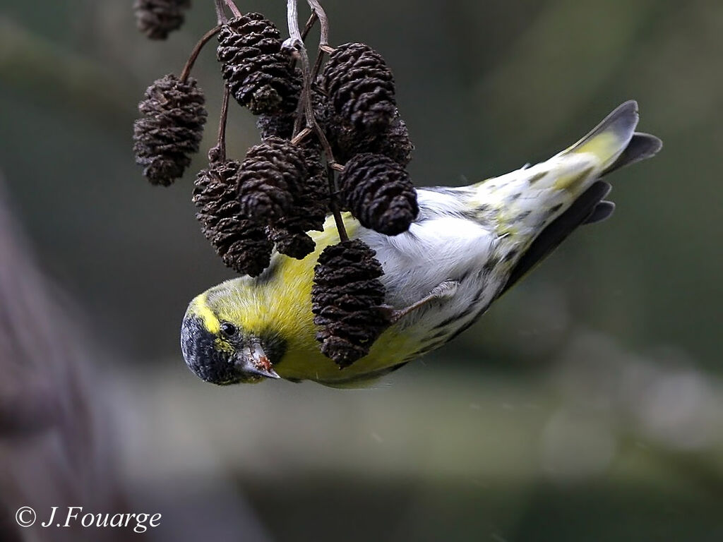 Eurasian Siskin male