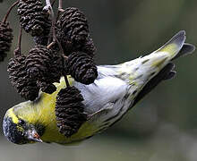 Eurasian Siskin