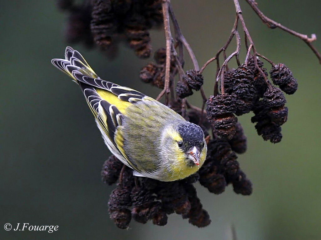 Eurasian Siskin male