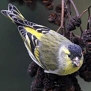 Eurasian Siskin