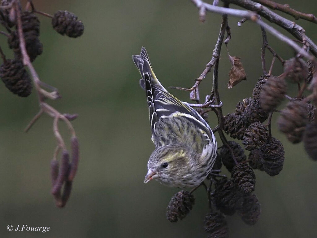 Eurasian Siskin female