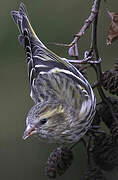 Eurasian Siskin