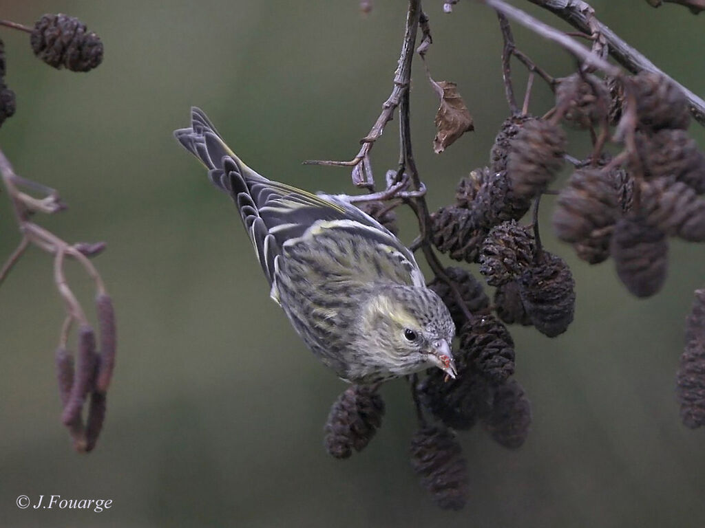 Eurasian Siskin female