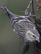 Eurasian Siskin