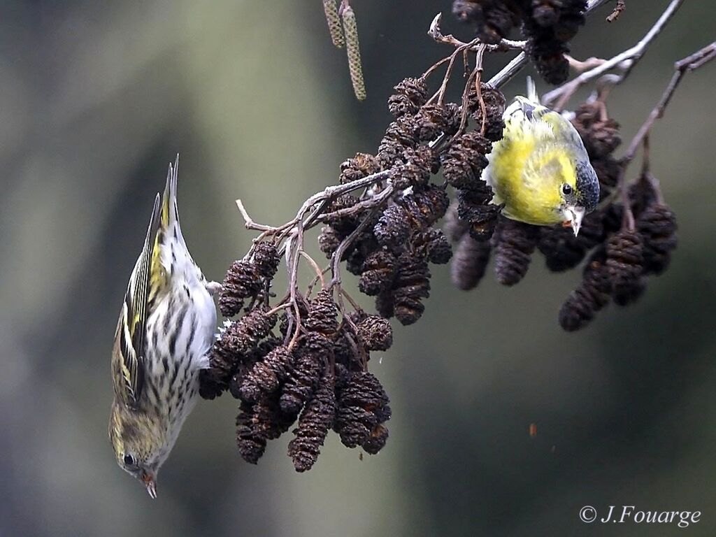 Eurasian Siskin 