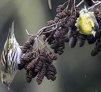 Eurasian Siskin