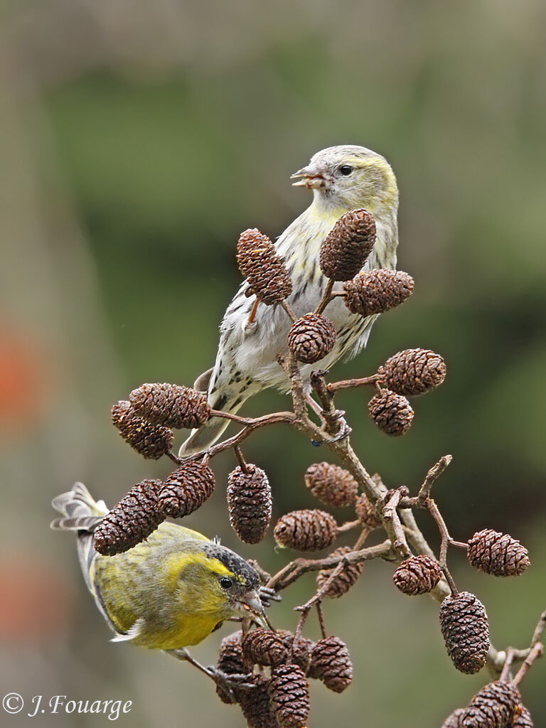 Eurasian Siskin , identification, feeding habits, Behaviour