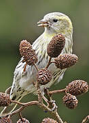 Eurasian Siskin