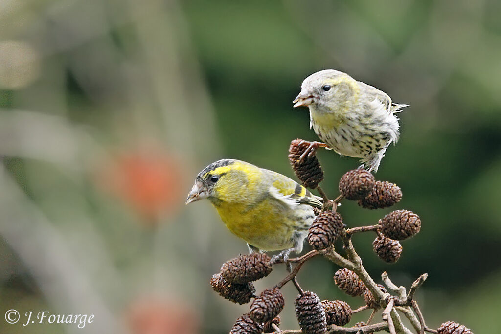 Eurasian Siskin , identification, feeding habits, Behaviour