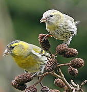 Eurasian Siskin