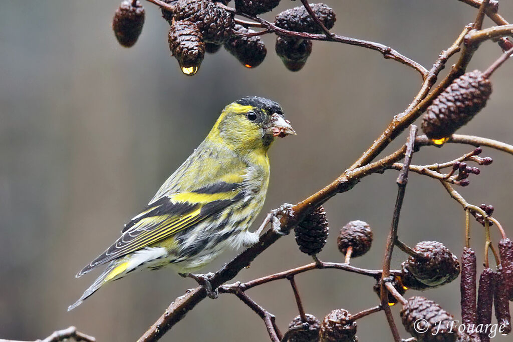 Eurasian Siskin male adult, identification, feeding habits