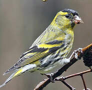 Eurasian Siskin