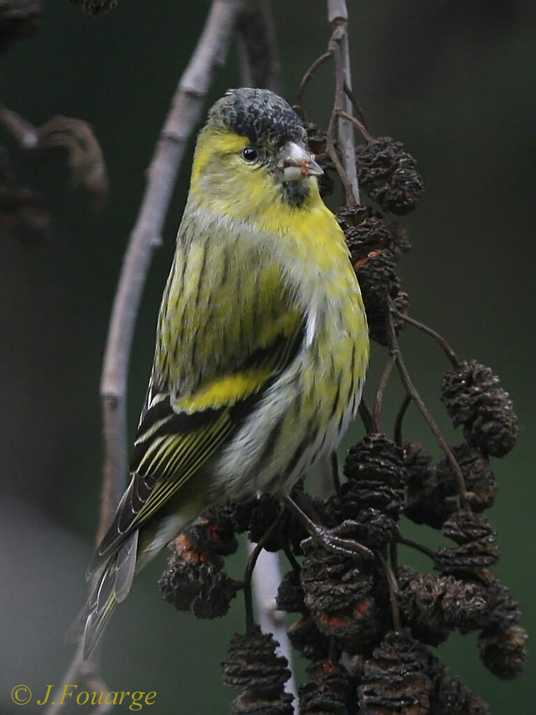 Eurasian Siskin male