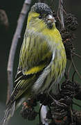 Eurasian Siskin