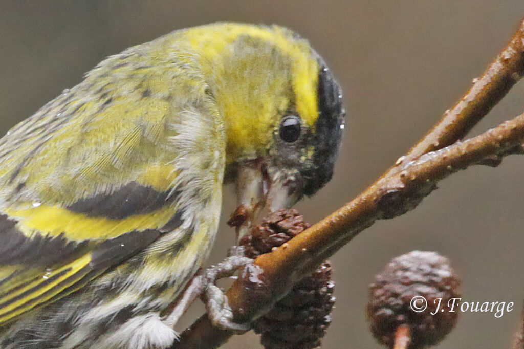 Eurasian Siskin male adult