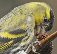 Eurasian Siskin