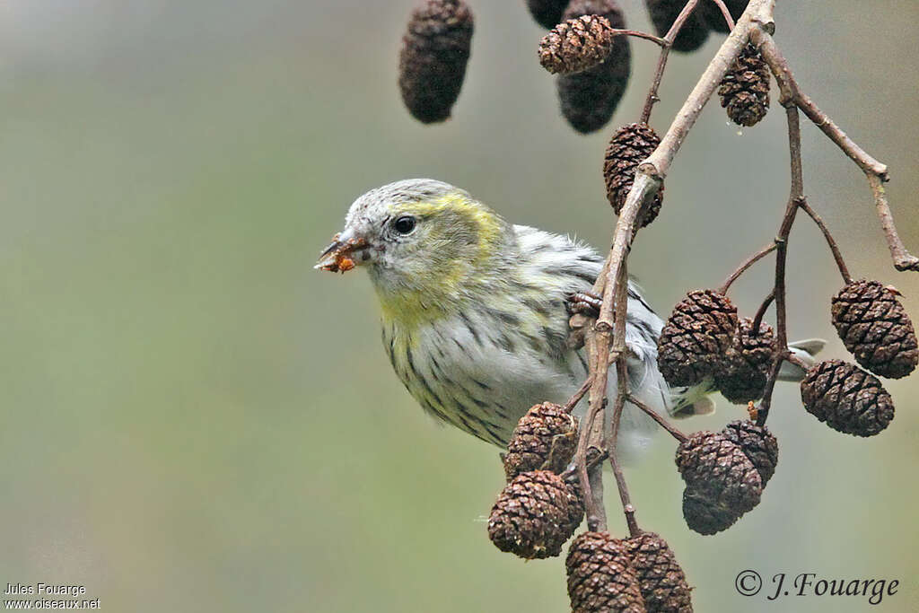 Eurasian Siskin female adult, feeding habits