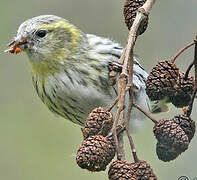 Eurasian Siskin