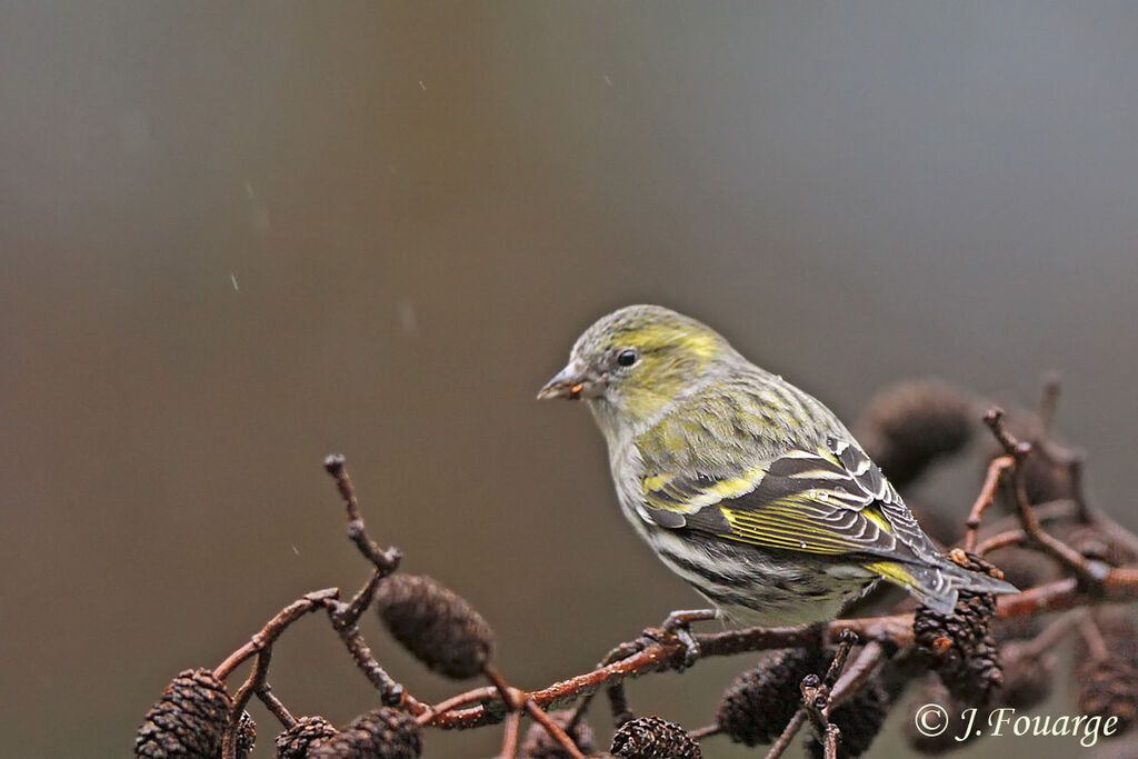 Eurasian Siskin female adult, identification, feeding habits, Behaviour