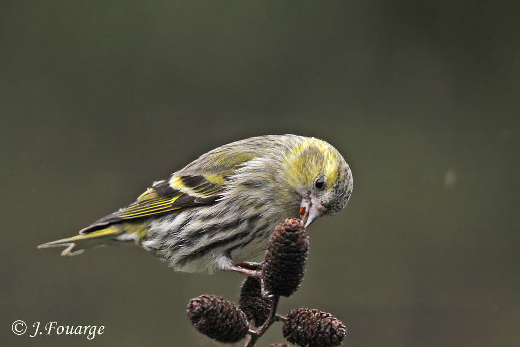 Eurasian Siskin female, identification, feeding habits, Behaviour