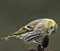 Eurasian Siskin