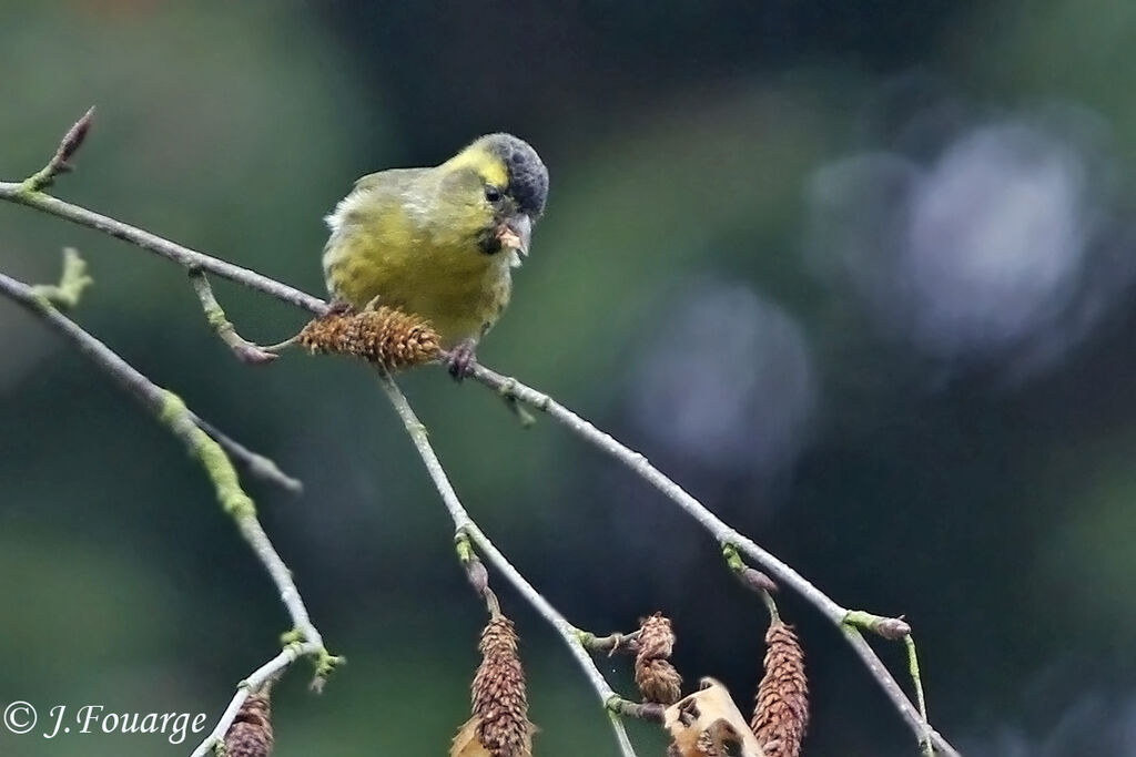 Eurasian Siskin male, identification, feeding habits, Behaviour