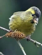 Eurasian Siskin