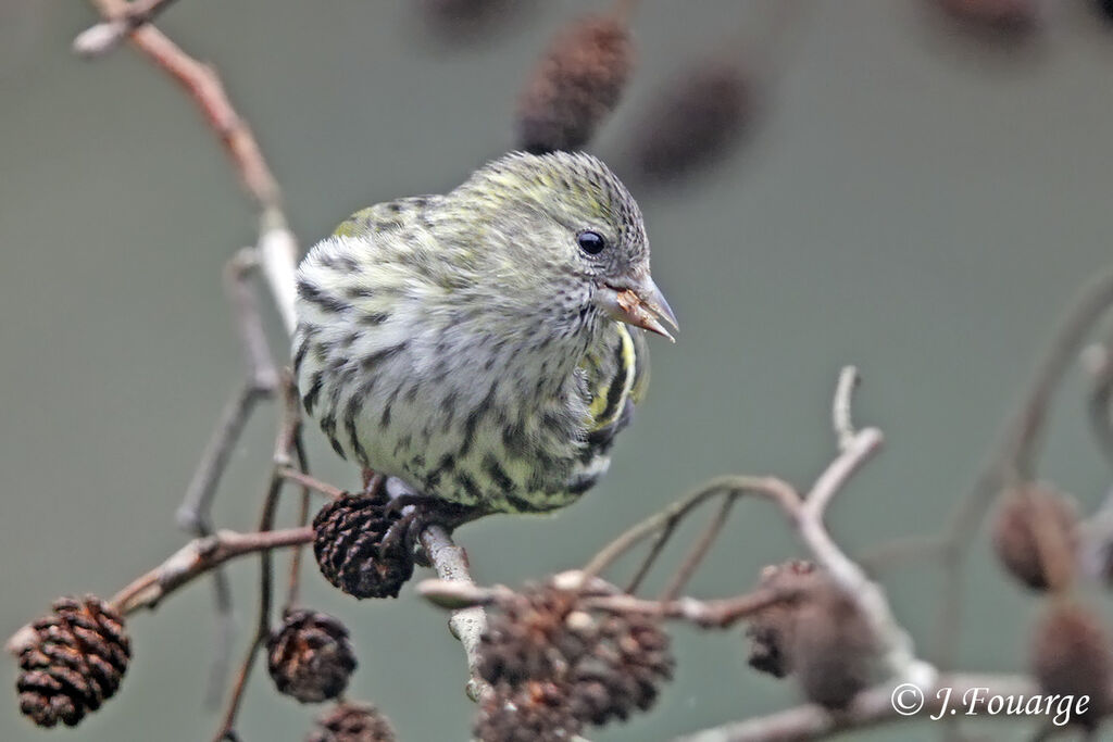 Tarin des aulnes femelle, identification, régime