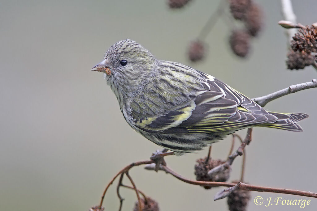 Eurasian Siskin female, identification, feeding habits