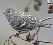 Eurasian Siskin