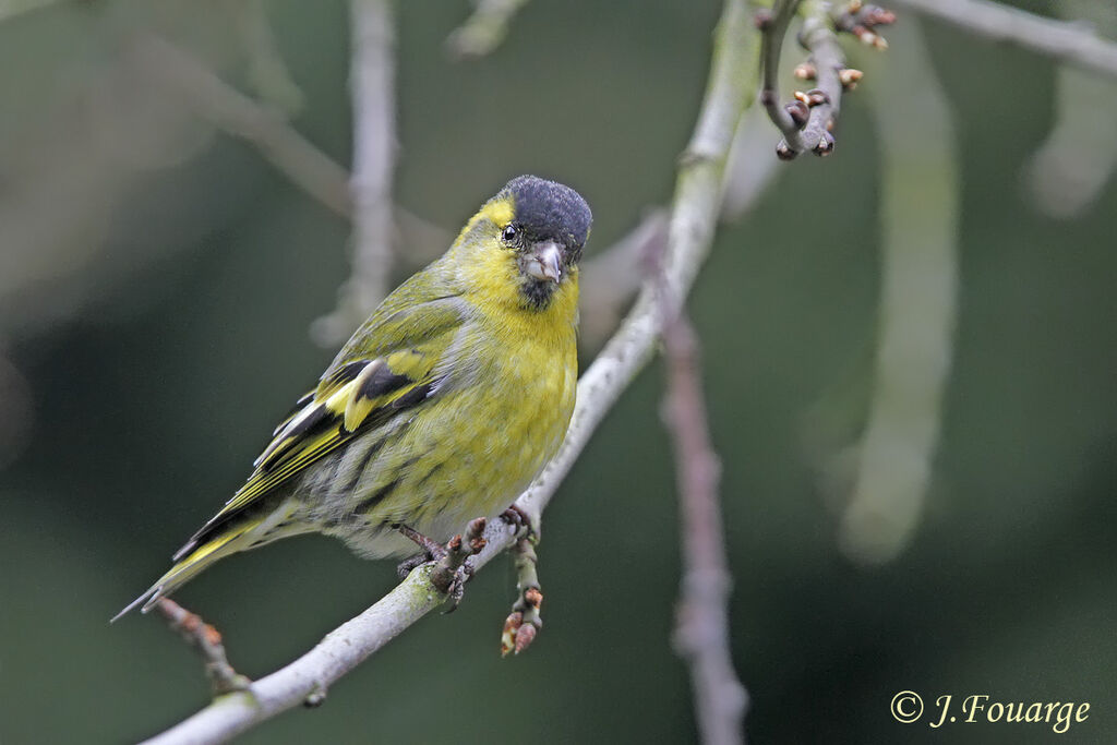 Eurasian Siskin male adult, identification