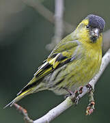 Eurasian Siskin