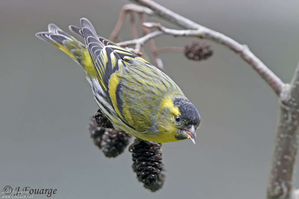 Eurasian Siskin male adult breeding, pigmentation, feeding habits